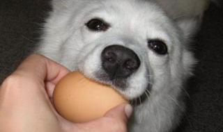 狗狗配种间可以吃鸡蛋